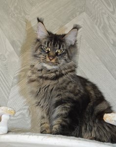 Kira